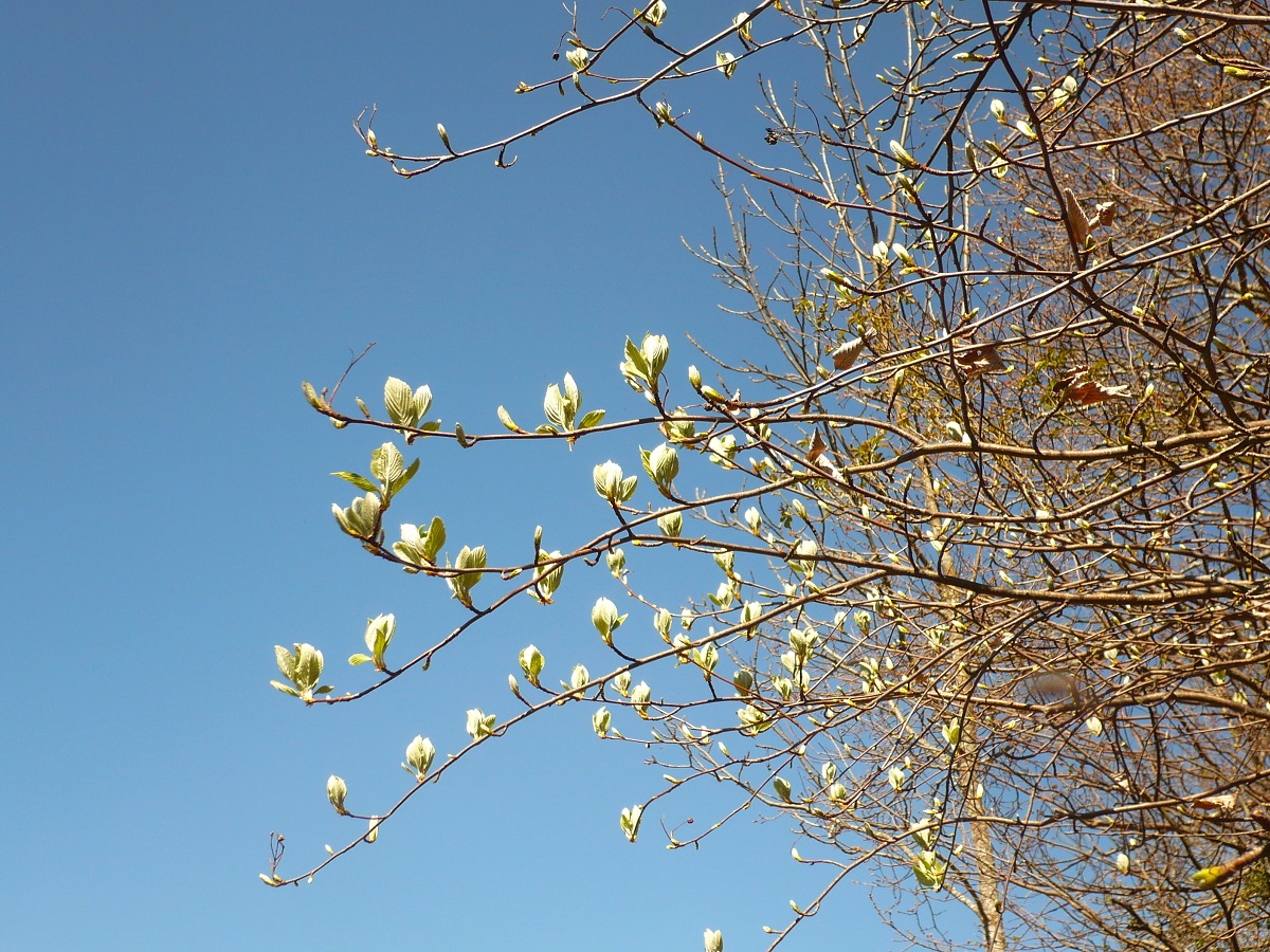 Sorbus aria (Rosaceae)